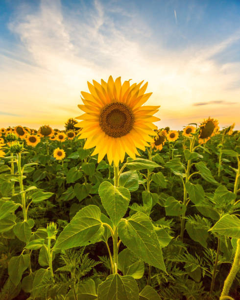 Festival of Flowers at Raprager Farms