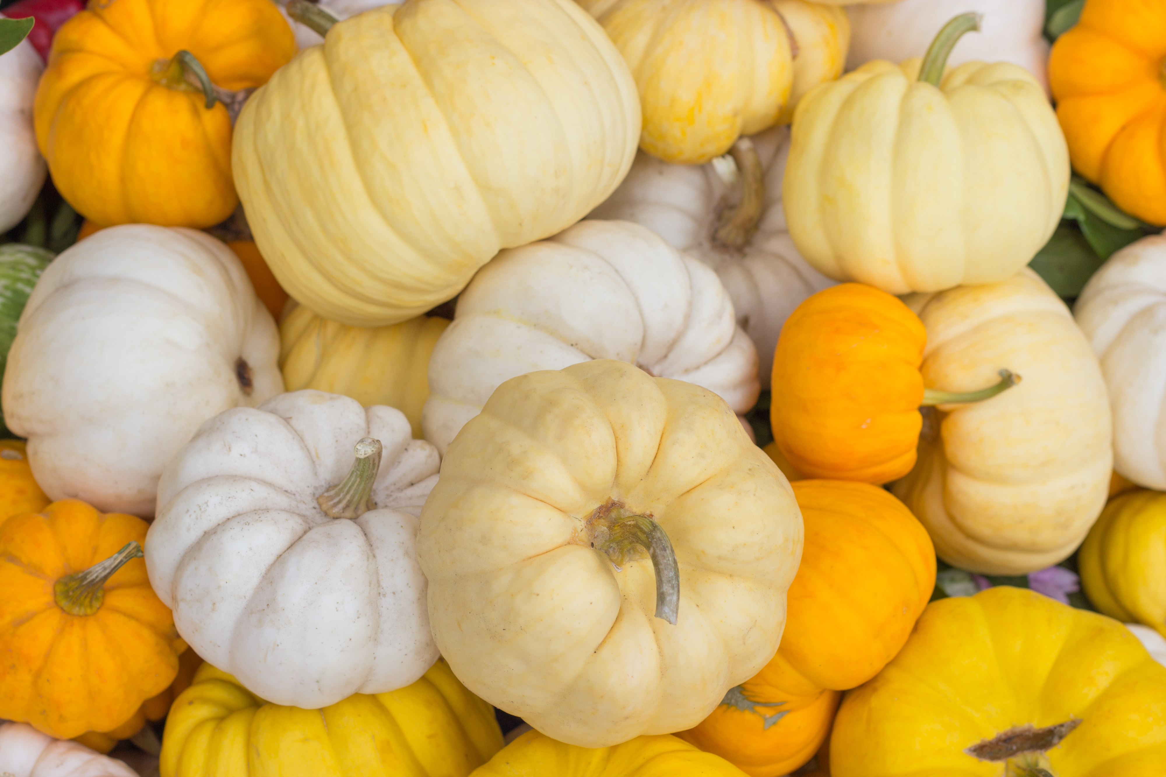 Fall Pumpkin Festival 2027 at Raprager Farms